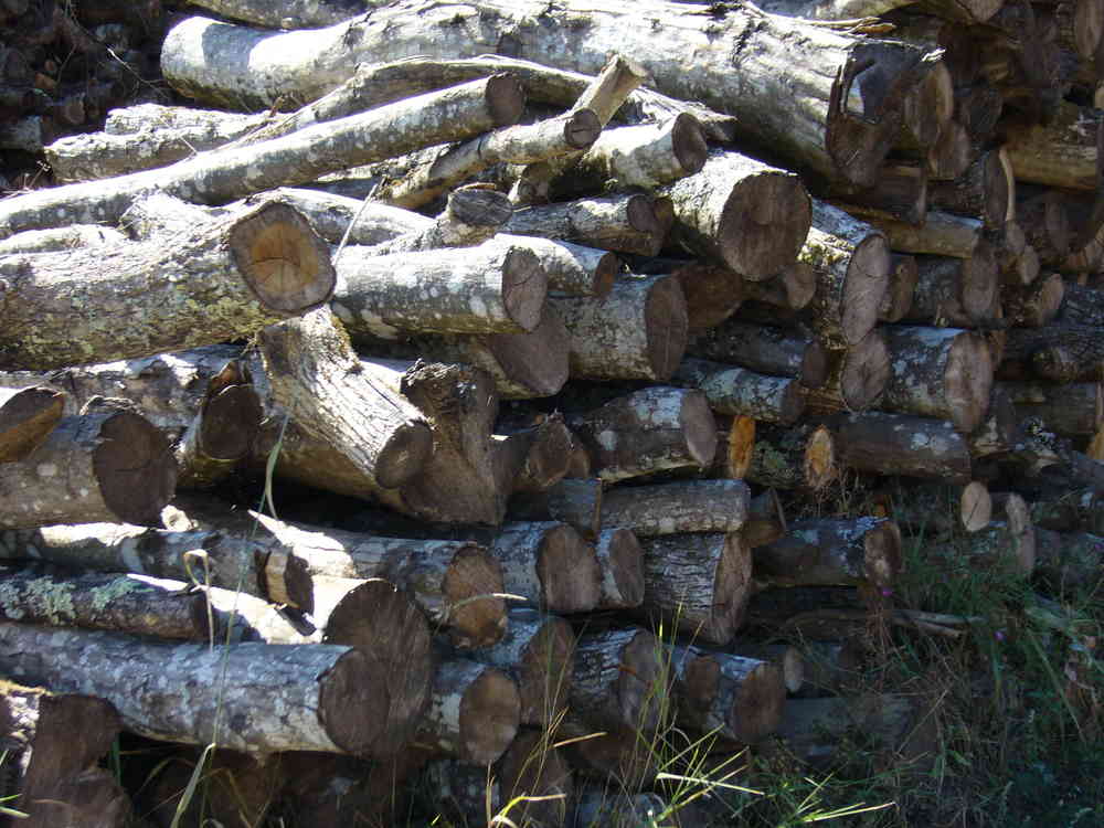 LENHA – CARPA – 2M DE COMPRIMENTO