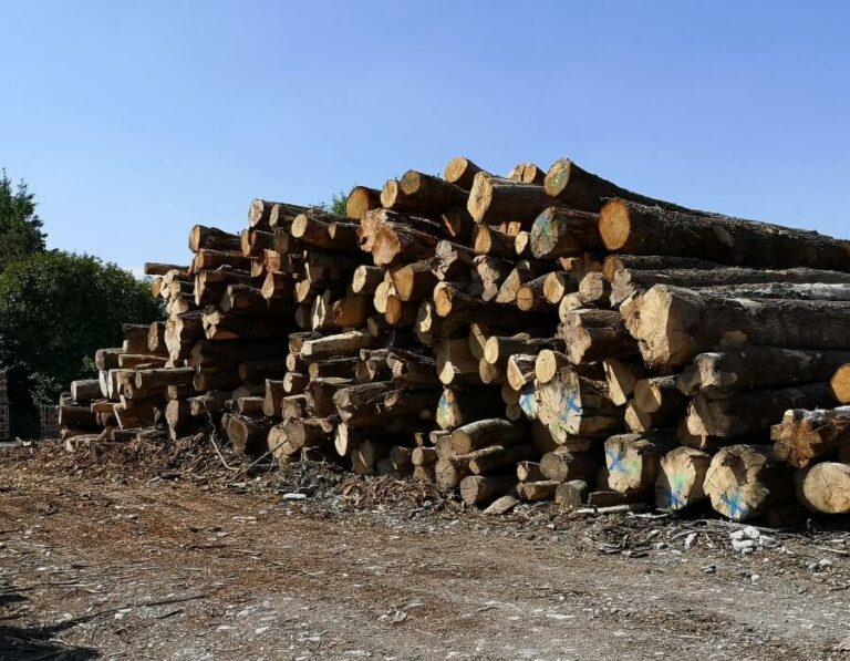 Camião carregado com 20 metros cúbicos de toros de faia, carvalho e carpa.