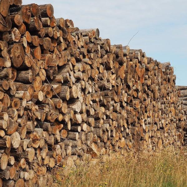 LENHA – CASTANHEIRO – 2M DE COMPRIMENTO