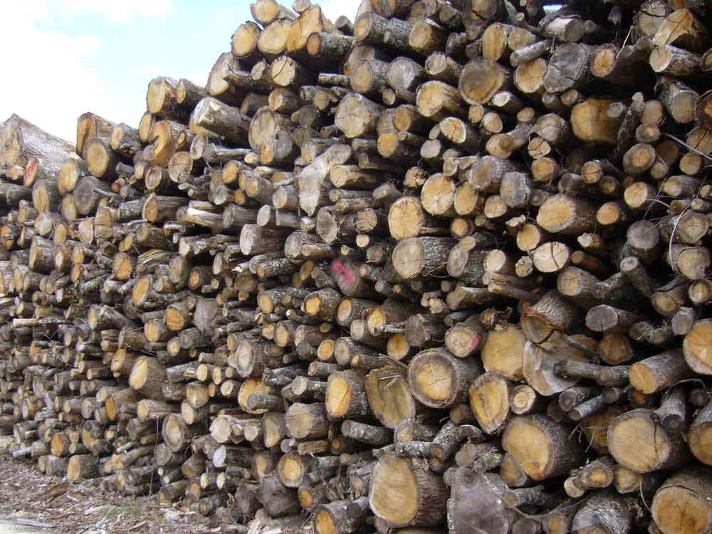 LENHA – CARVALHO – 2M DE COMPRIMENTO