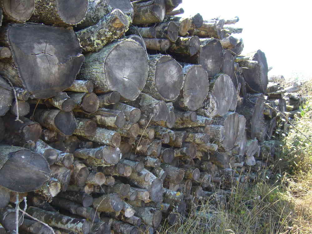 LENHA – FREIXO – COMPRIMENTO 2M